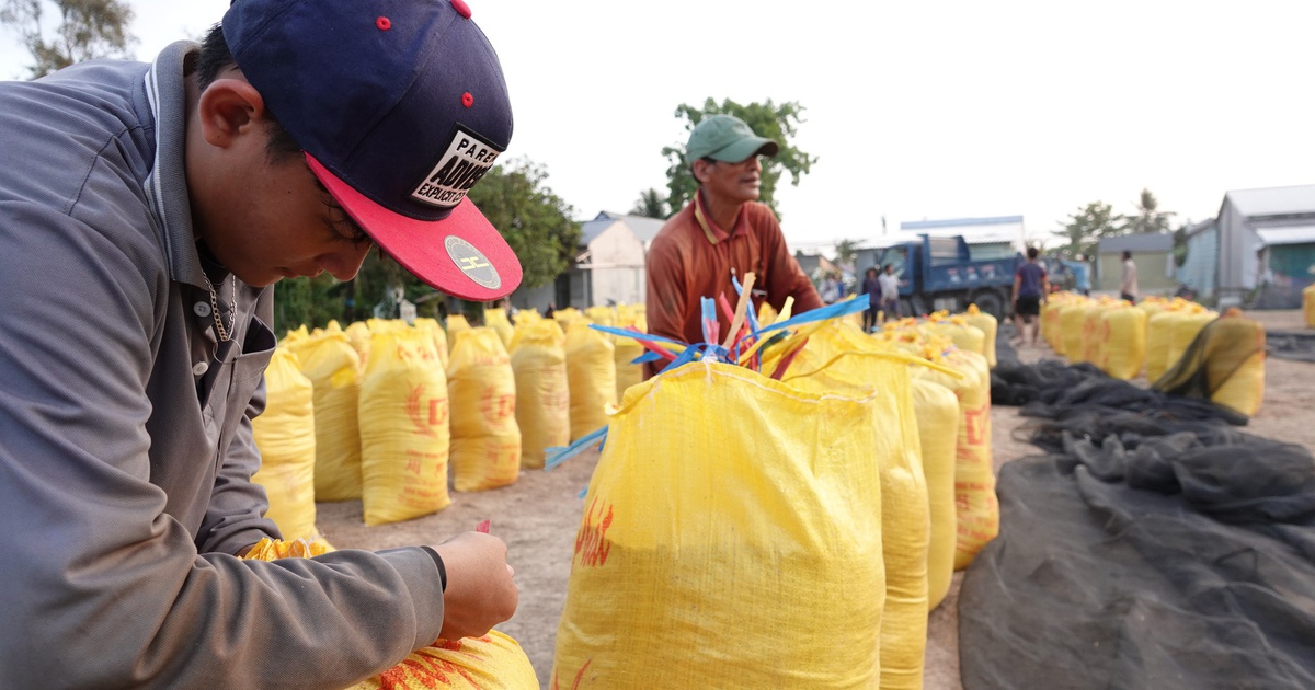 Giá gạo Việt Nam tăng mạnh, Philippines lại tìm cách hạn chế nhập