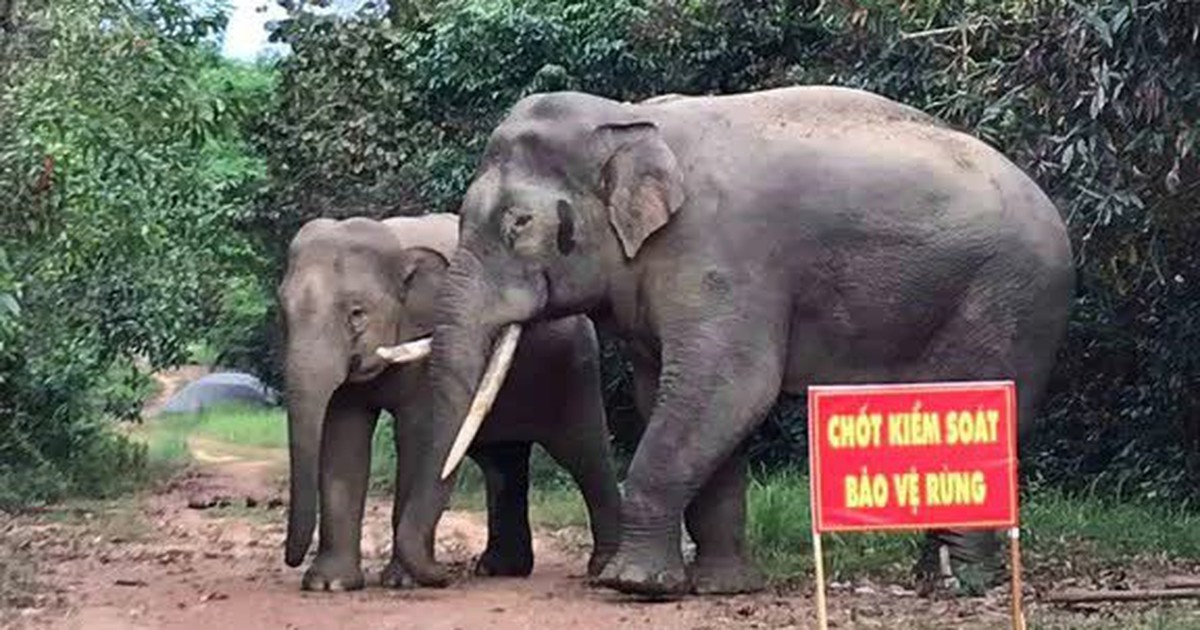 Voi rừng 'bức tử' hàng rào điện