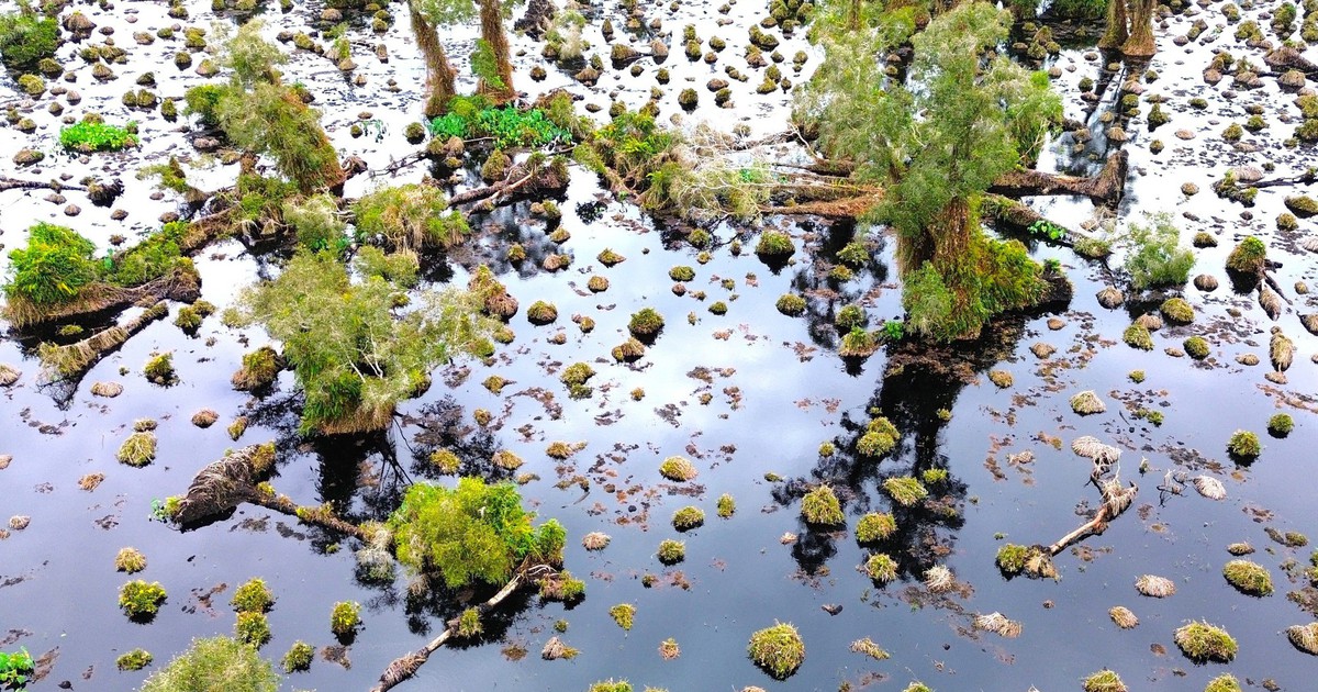 Gần 860 ha rừng tại U Minh Hạ suy thoái, suy kiệt chưa rõ nguyên nhân