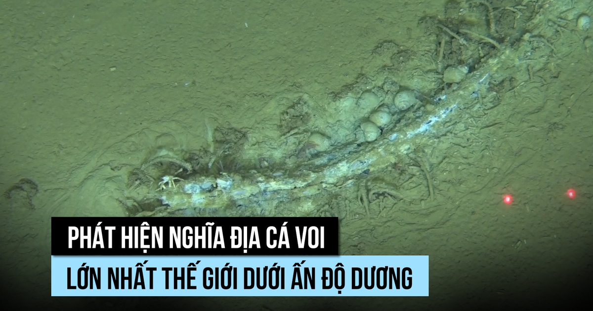 Bất ngờ nghĩa địa cá voi lớn nhất thế giới dưới đáy Ấn Độ Dương