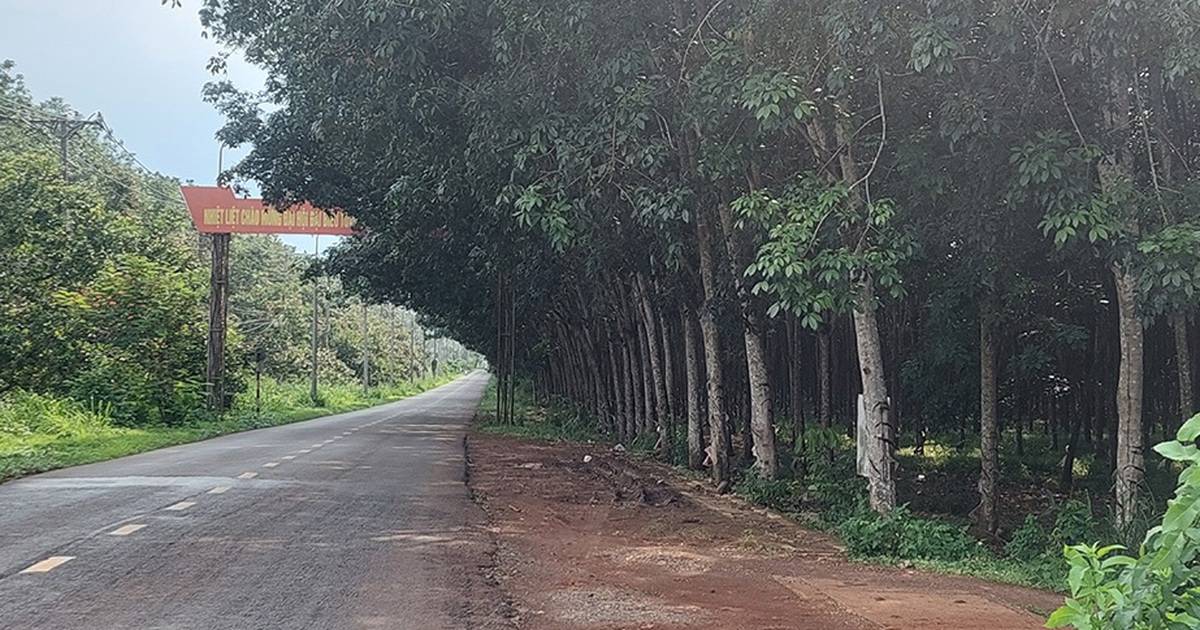 Tán cây che tầm nhìn