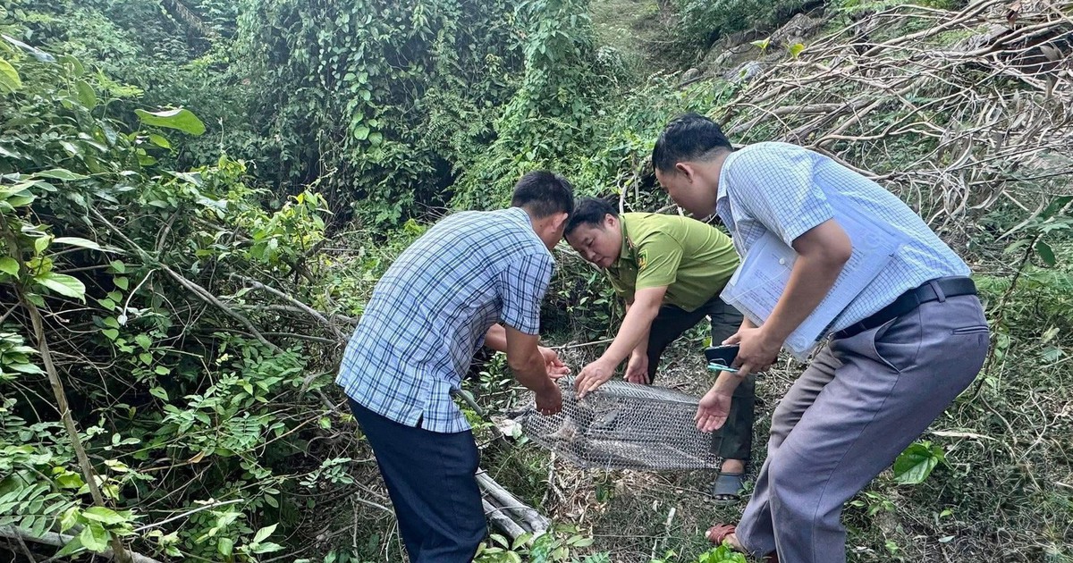 Đi l&agrave;m đồng, giật m&igrave;nh ph&aacute;t hiện động vật qu&yacute; hiếm n&ecirc;n b&aacute;o c&ocirc;ng an