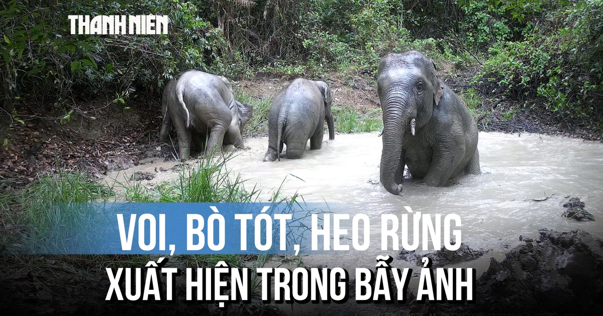Khoảnh khắc hiếm: Voi con vô tư tắm bùn giữa rừng Mã Đà