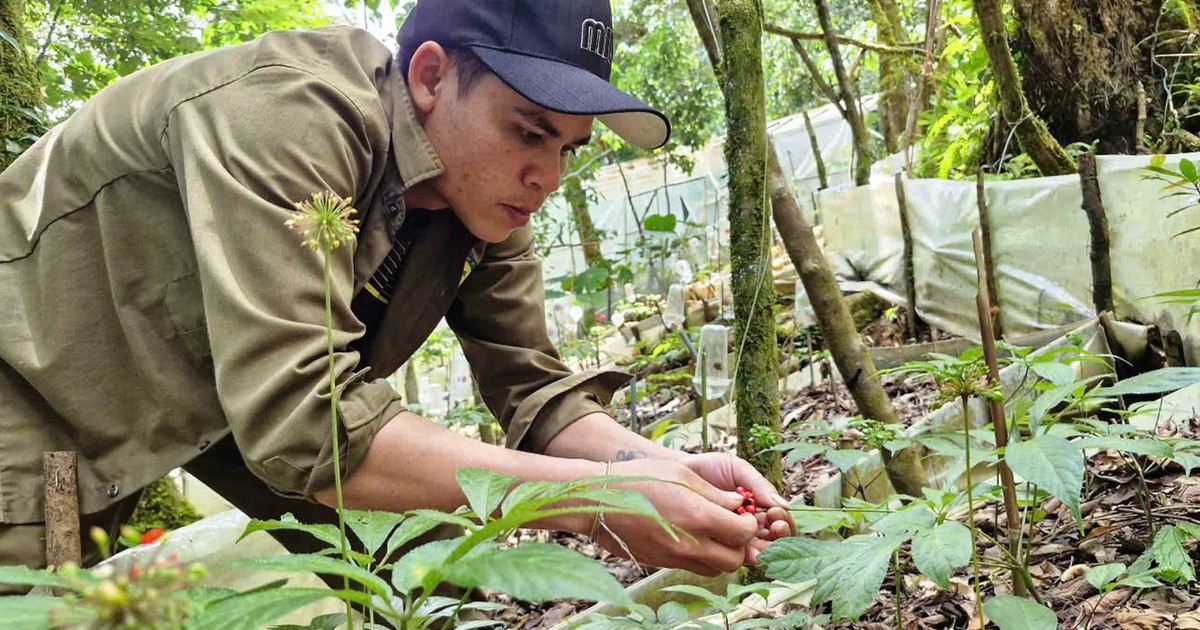 'Canh' quốc bảo trên đỉnh Ngọc Linh