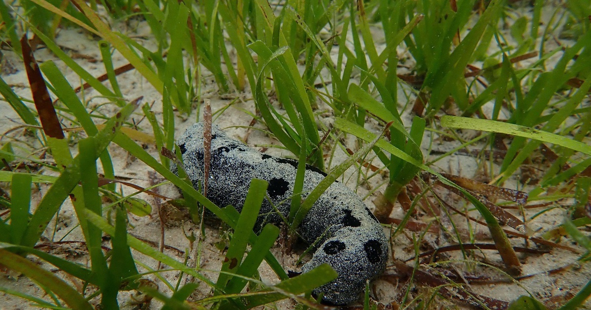 'Kho báu' carbon dưới biển Cù Lao Chàm
