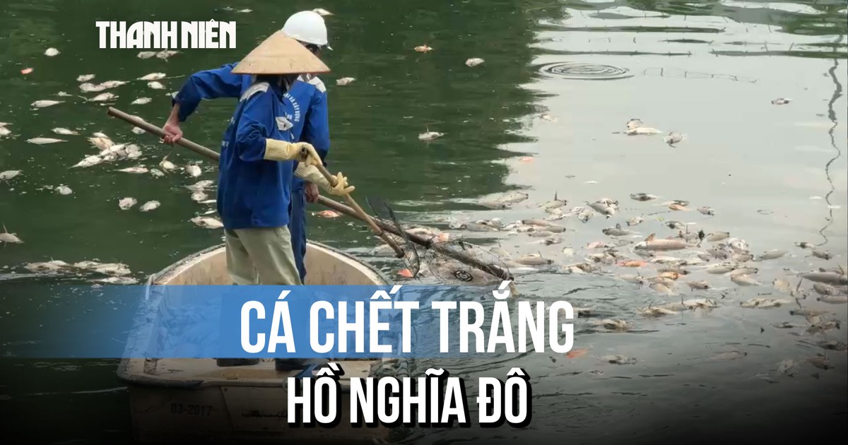 Hà Nội: Cá chết hàng loạt tại hồ điều hòa công viên Nghĩa Đô