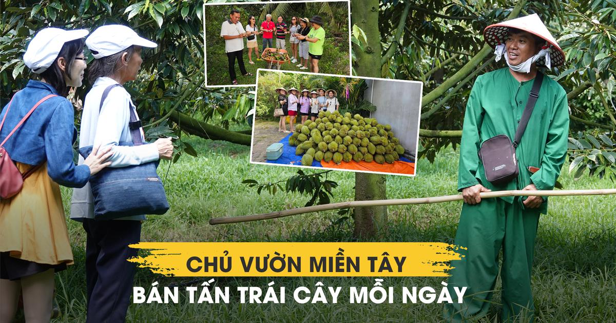 Không thu tiền vé vào cổng, chủ vườn Cần Thơ bán hơn 1 tấn trái mỗi ngày