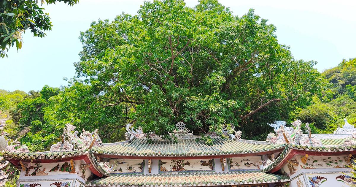 Rừng thiêng giữa phố: 'Mái nhà' của những linh tự ở Ngũ Hành Sơn