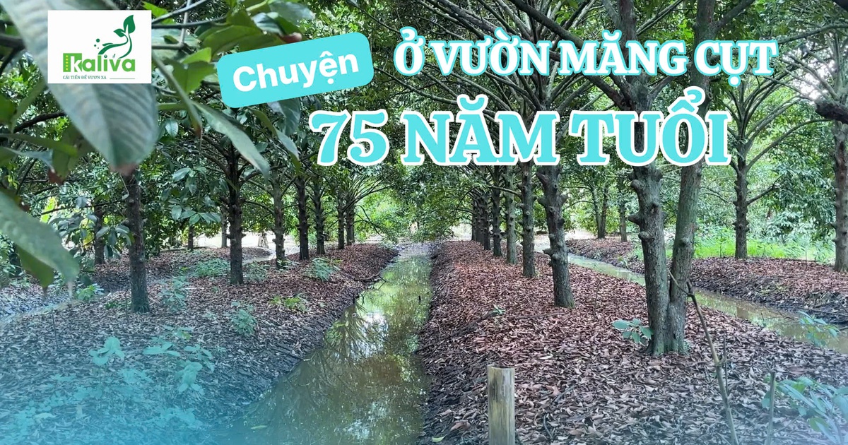 Cùng sống xanh số 153: Vườn măng cụt 75 tuổi và chuyện gầy dựng lại 'gia tài của tía'