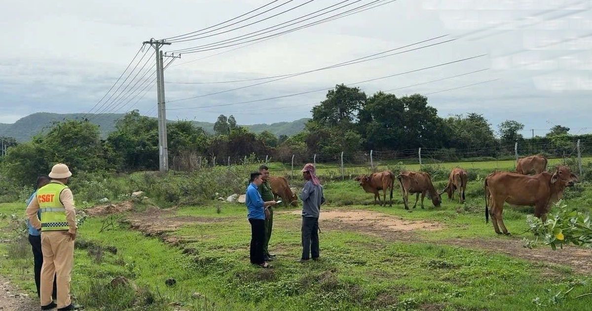 Cao tốc Vĩnh Hảo - Phan Thiết: Bất chấp nguy hiểm phá rào đi bộ, thả rông gia súc