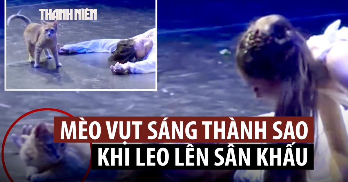 Mèo 'phá đám' màn kết bi thảm trong vở diễn Romeo và Juliet