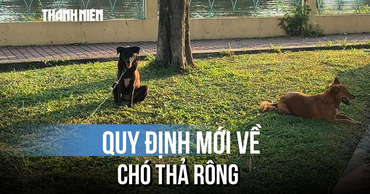 Quy định mới về chó thả rông khiến nhiều người gật gù: 'Chắc chắn là như vậy rồi...'