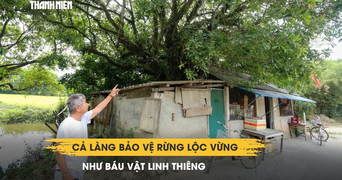 Ly kỳ ngôi làng Huế giữ rừng lộc vừng suốt hàng trăm năm: Ai chặt cây bị phạt nặng
