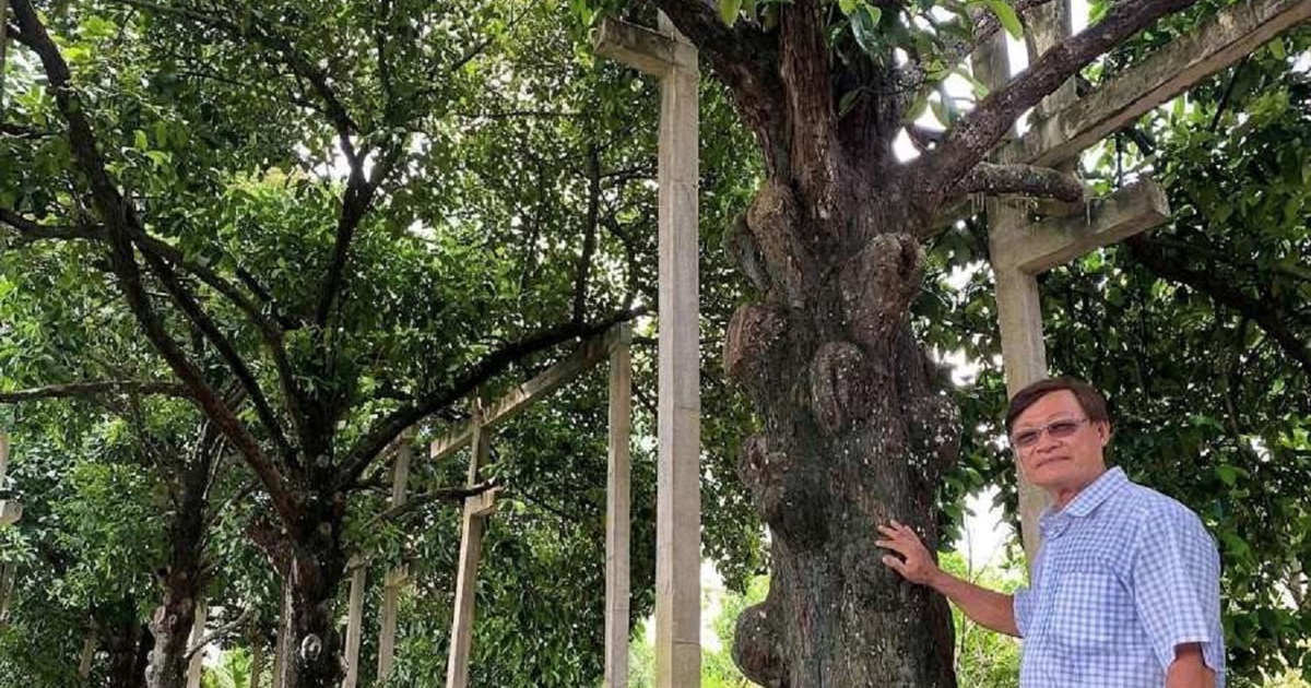 C&ugrave; lao Phong Nẫm kh&ocirc;ng chỉ độc lạ măng cụt 100 tuổi