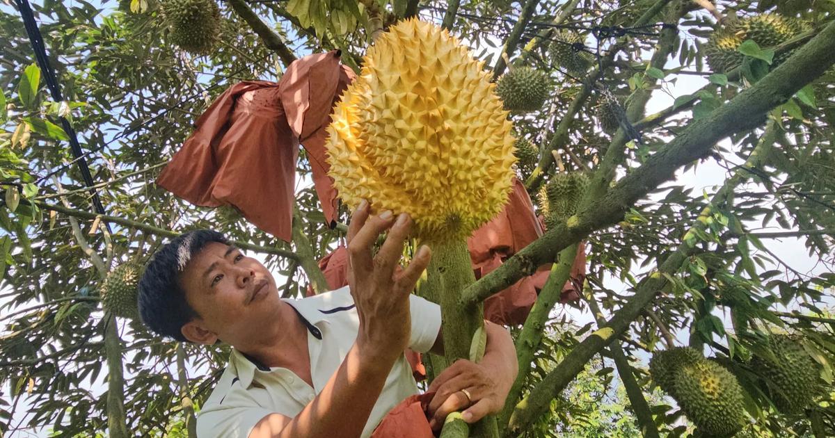 Bọc kín trái sầu riêng trên cây, nông dân Đồng Nai thu quả vàng óng lạ mắt
