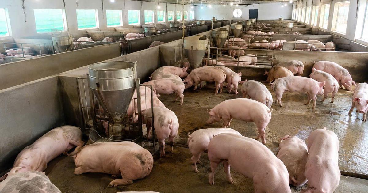 Giá heo hơi hôm nay 24.6.2026: Nhiều nơi giảm xuống mức 61.000 đồng/kg