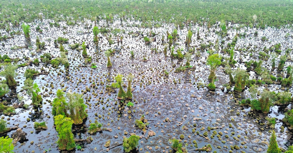 Cà Mau mời giới khoa học tìm nguyên nhân rừng U Minh Hạ bị suy thoái