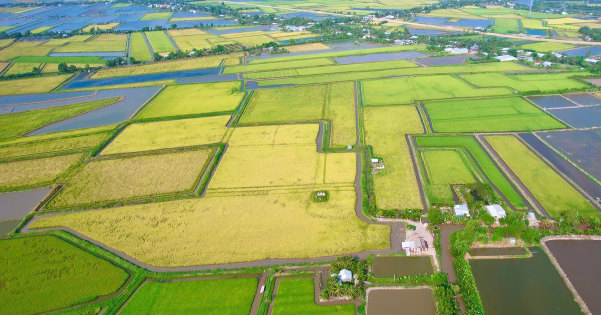 C&agrave; Mau lập 13 phường: Hồng D&acirc;n với kh&aacute;t vọng vươn l&ecirc;n mạnh mẽ