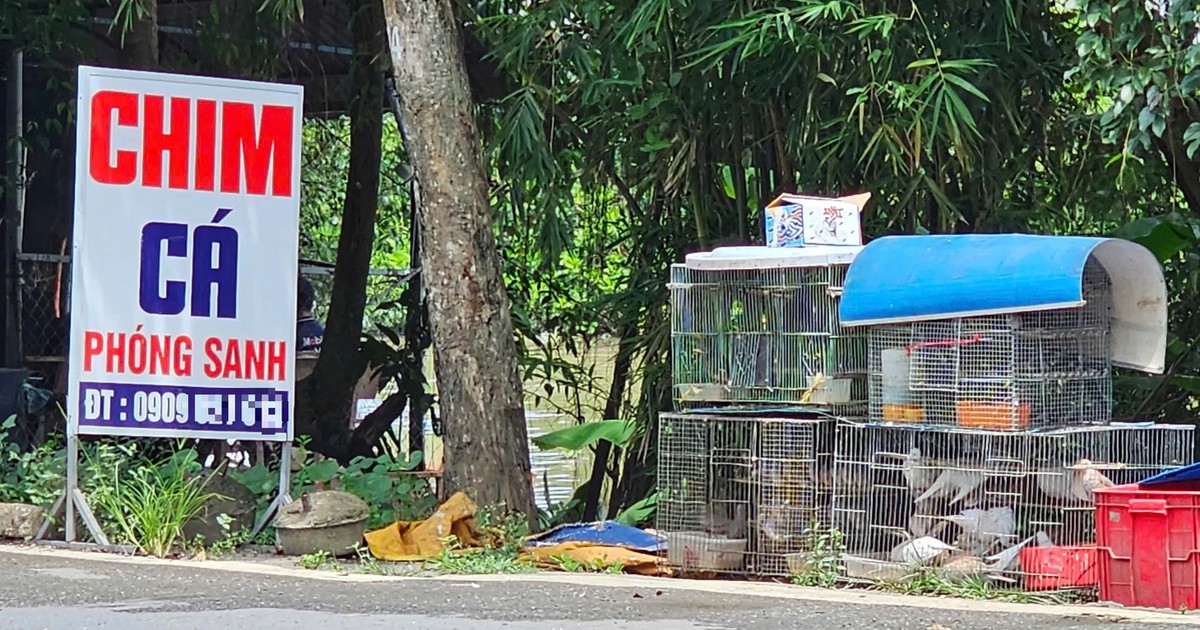 TP.HCM dẹp nạn mua b&aacute;n chim, c&aacute; ph&oacute;ng sinh tr&aacute;i ph&eacute;p: Chợ v&ugrave;ng ven vẫn tấp nập