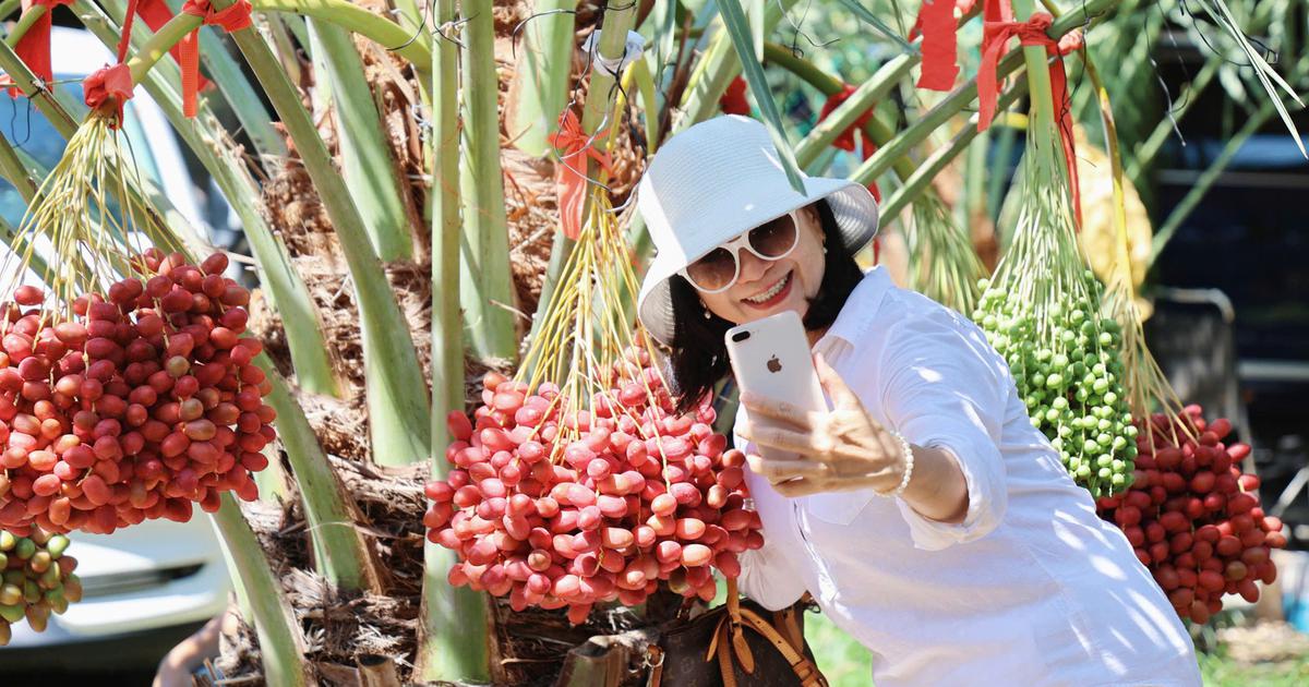 Giữa trung t&acirc;m Phan Rang c&oacute; vườn ch&agrave; l&agrave; trĩu quả rộng hơn 2.000 m&sup2;