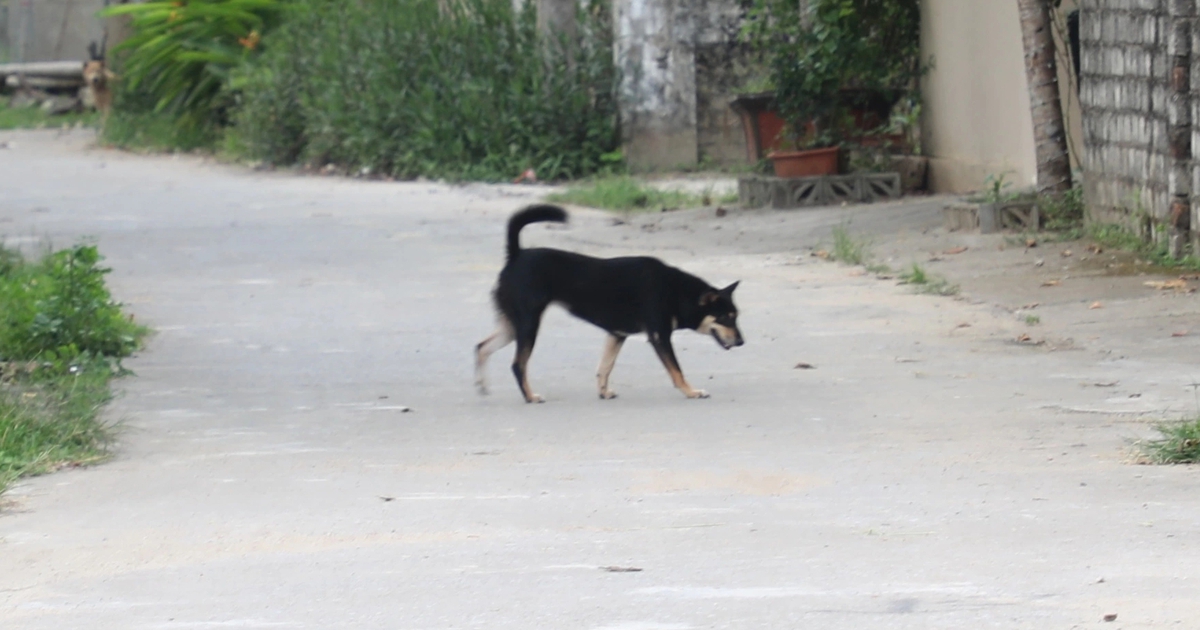 Tử vong do dùng thuốc nam chữa chó dại cắn
