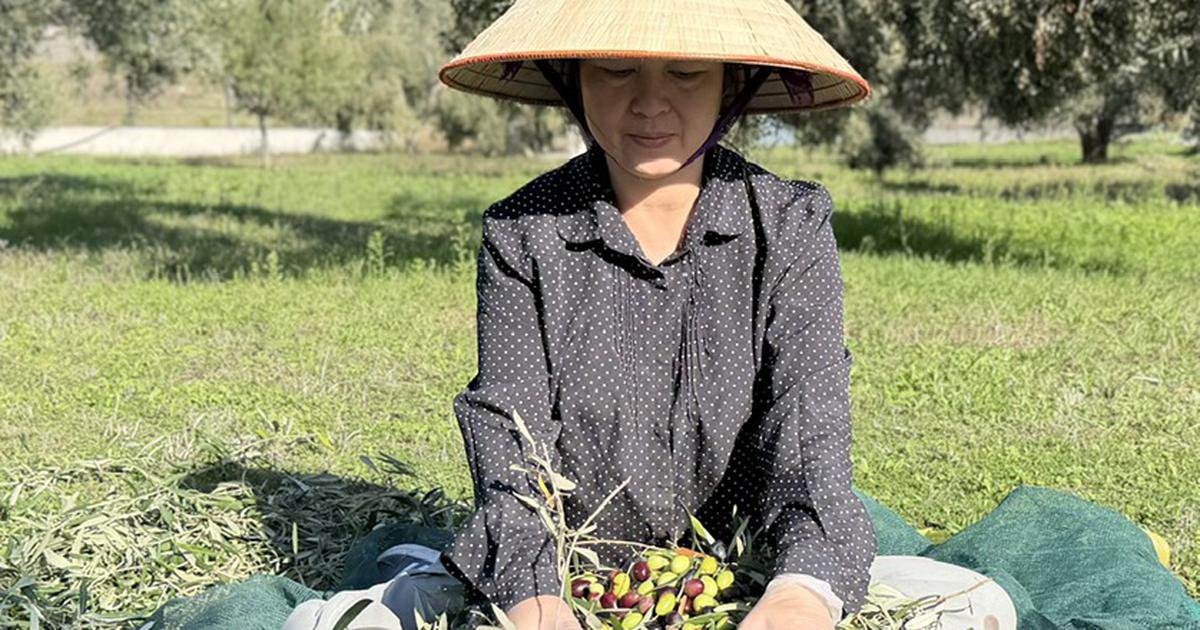 Vườn &ocirc; liu, nho của người Việt ở Hy Lạp: Kh&ocirc;ng b&oacute;n ph&acirc;n, phun thuốc