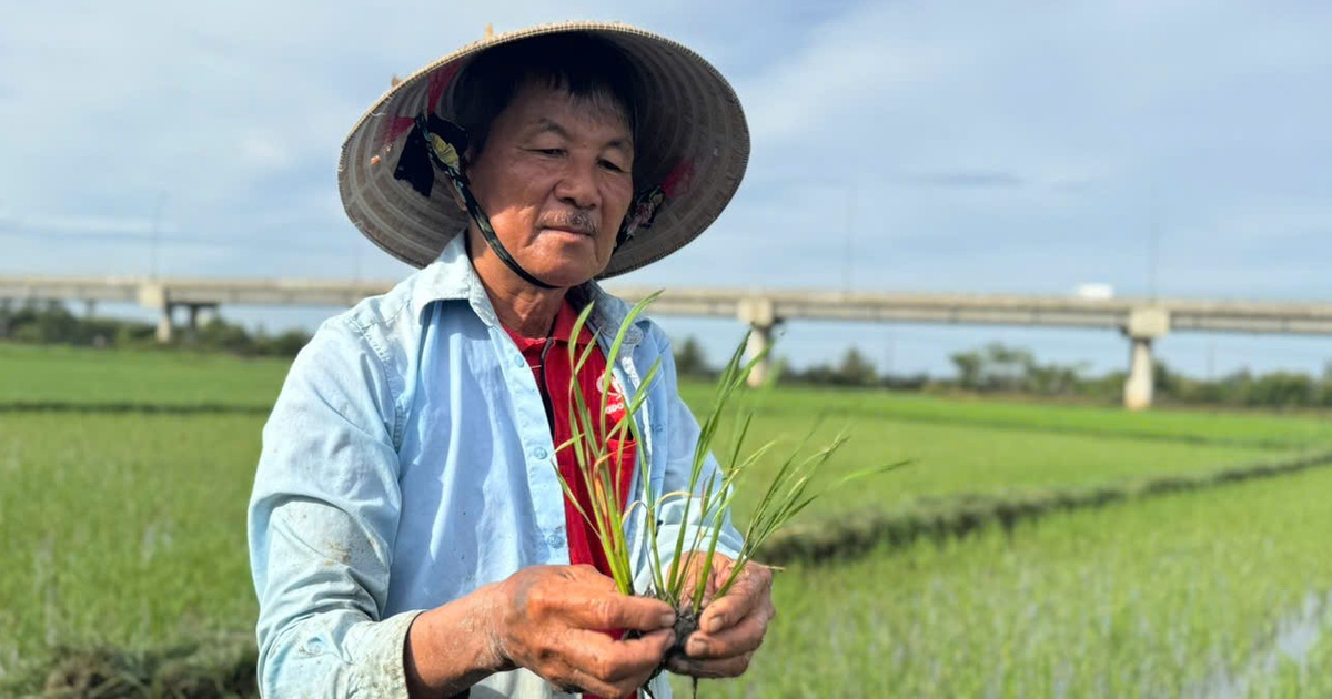 Nắng n&oacute;ng v&agrave; x&acirc;m nhập mặn, l&uacute;a h&egrave; thu ở Quảng Ng&atilde;i chết h&agrave;ng loạt