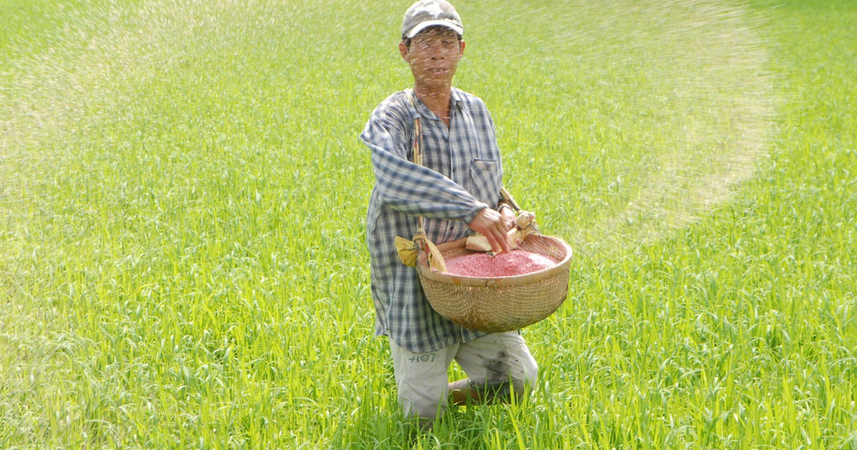 Giá phân bón tiếp tục tăng cao, nhà nông lao đao