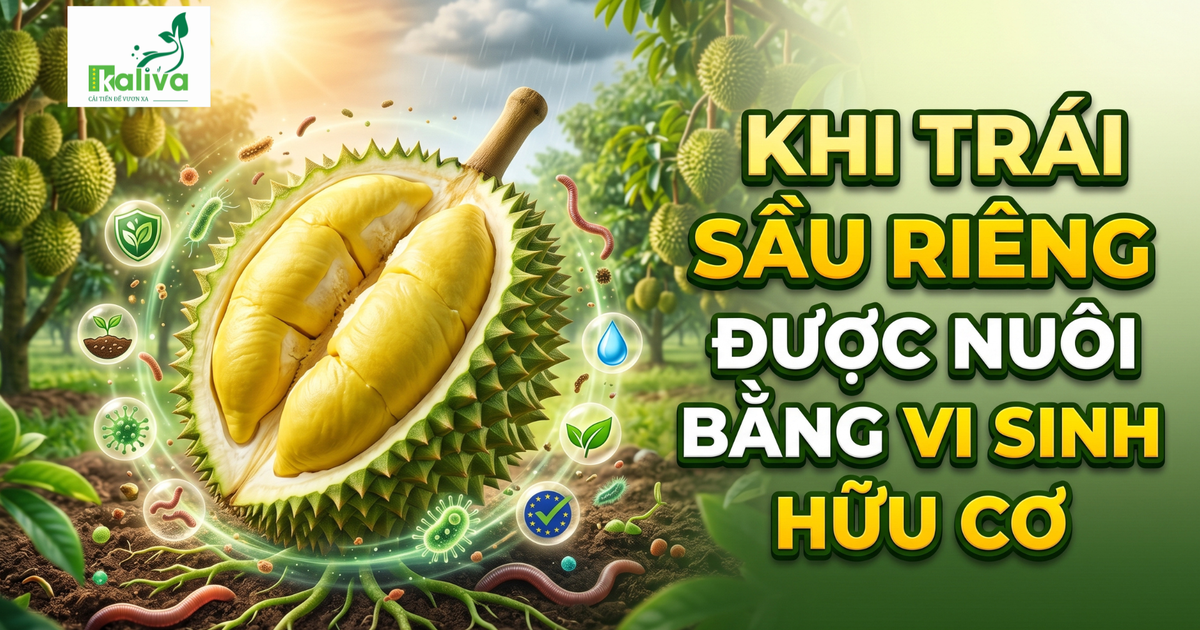 Cùng sống xanh số 151: Khẳng định chất lượng trái sầu riêng từ canh tác vi sinh