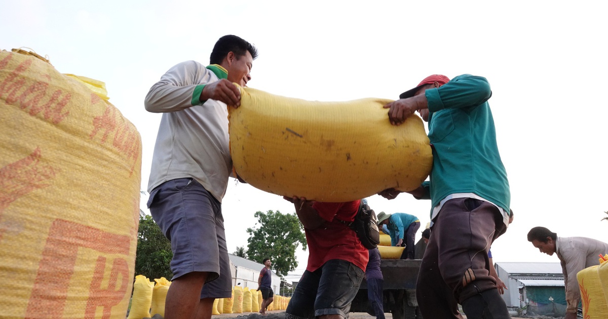 Xuất khẩu gạo của Việt Nam vào Trung Quốc tăng vọt, vì sao?