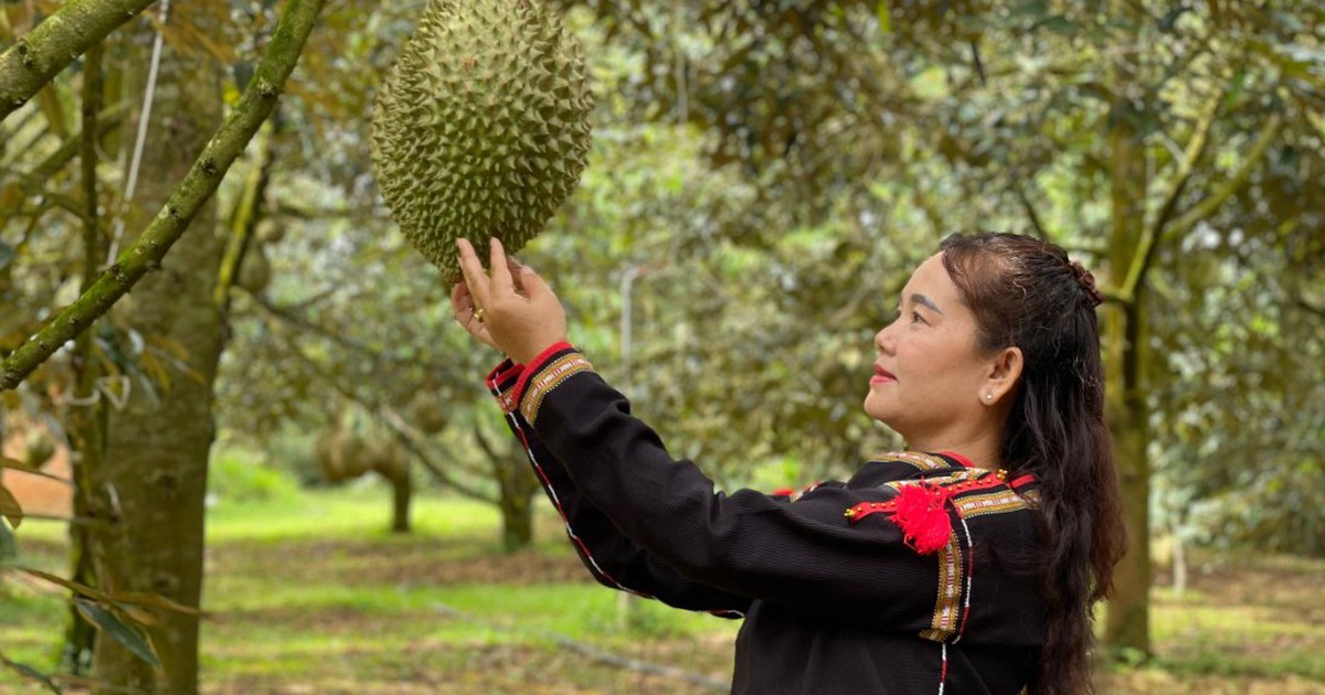 Lễ hội sầu riêng Đắk Lắk 2026: Kỷ lục 101 món ăn, show diễn ánh sáng cực đỉnh