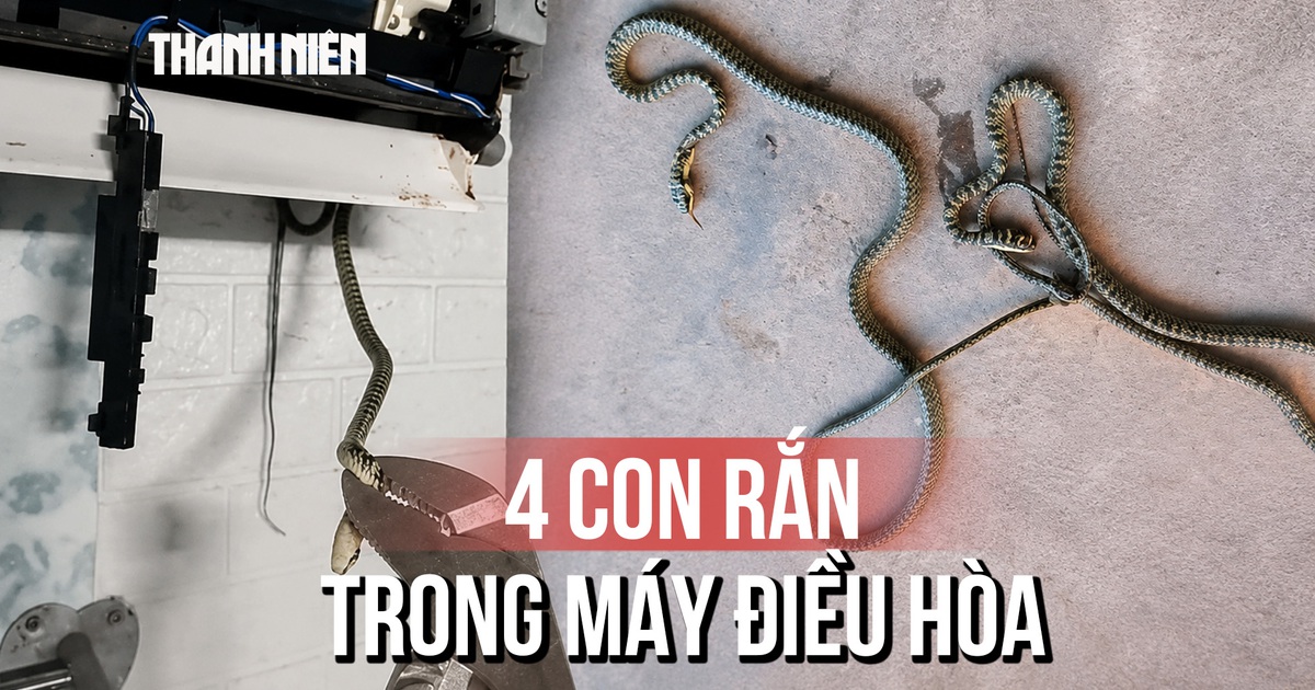 Chuyến đi sửa điện lạnh kinh hoàng: 4 con rắn trong máy điều hòa phòng ngủ