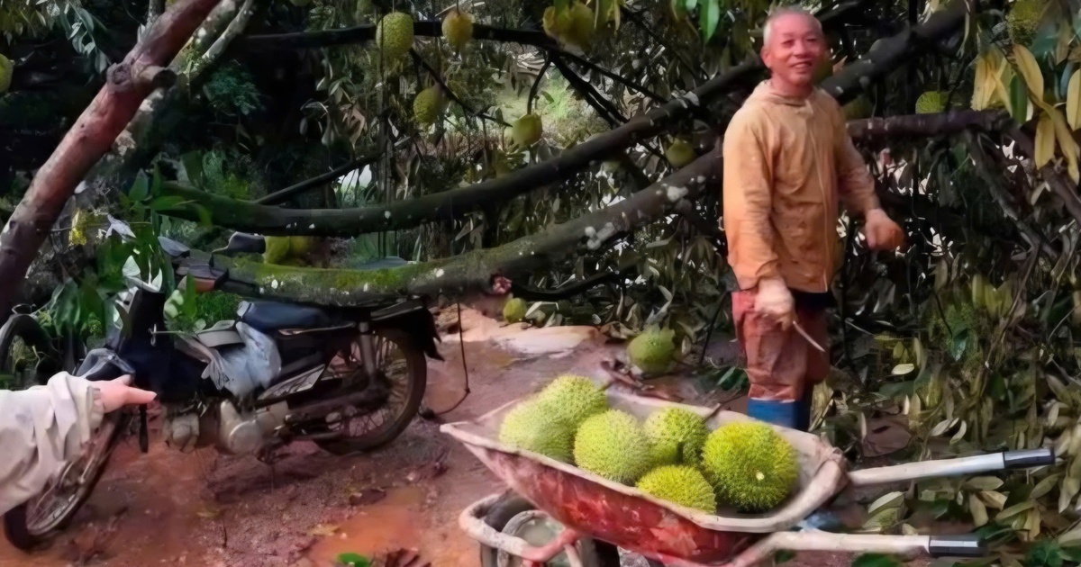 Thủ phủ sầu riêng Lâm Đồng bị lốc xoáy tàn phá nặng nề