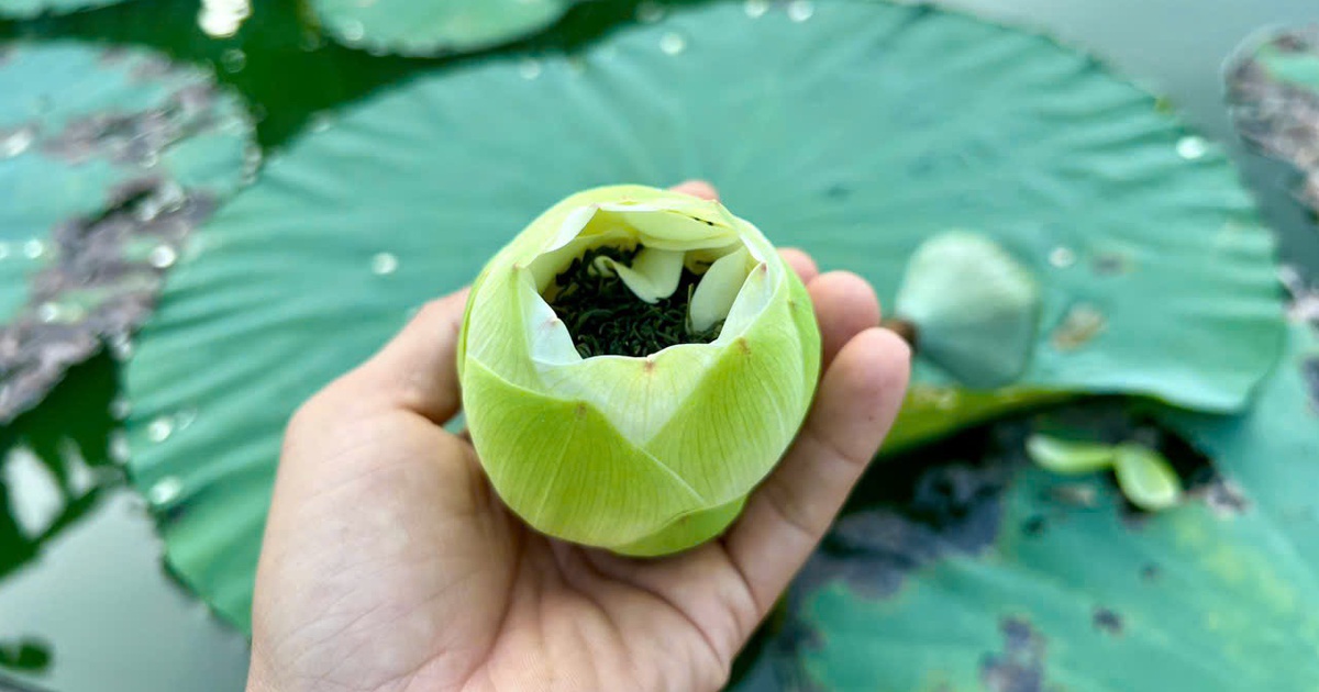 Vào đảo Bồng Lai thưởng trà, ăn món ngon từ sen Huế