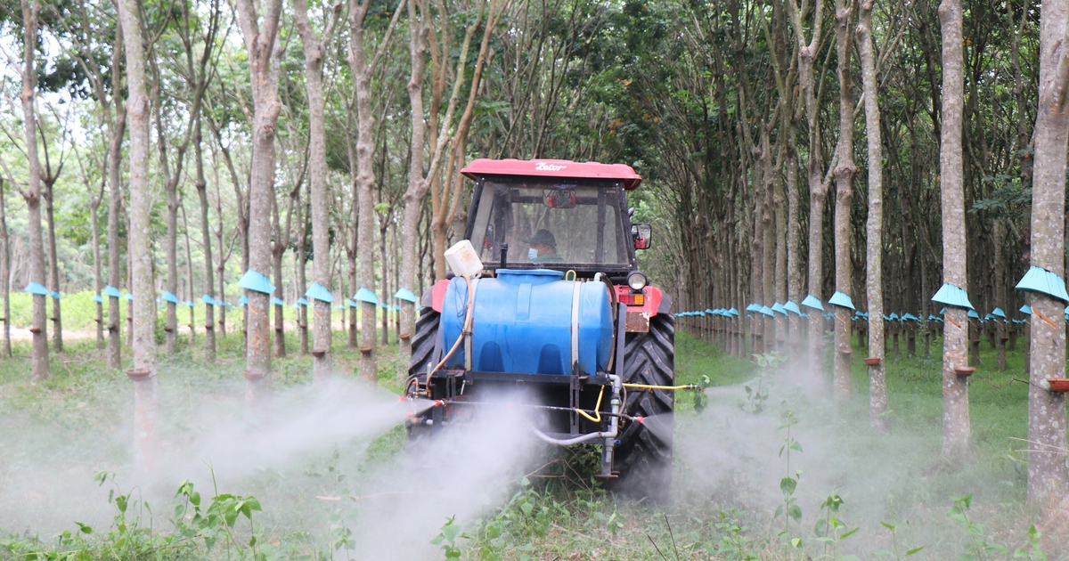 Cao su Tây Ninh: Giữ vững năng suất ‘2 tấn’, hướng đến phát triển xanh