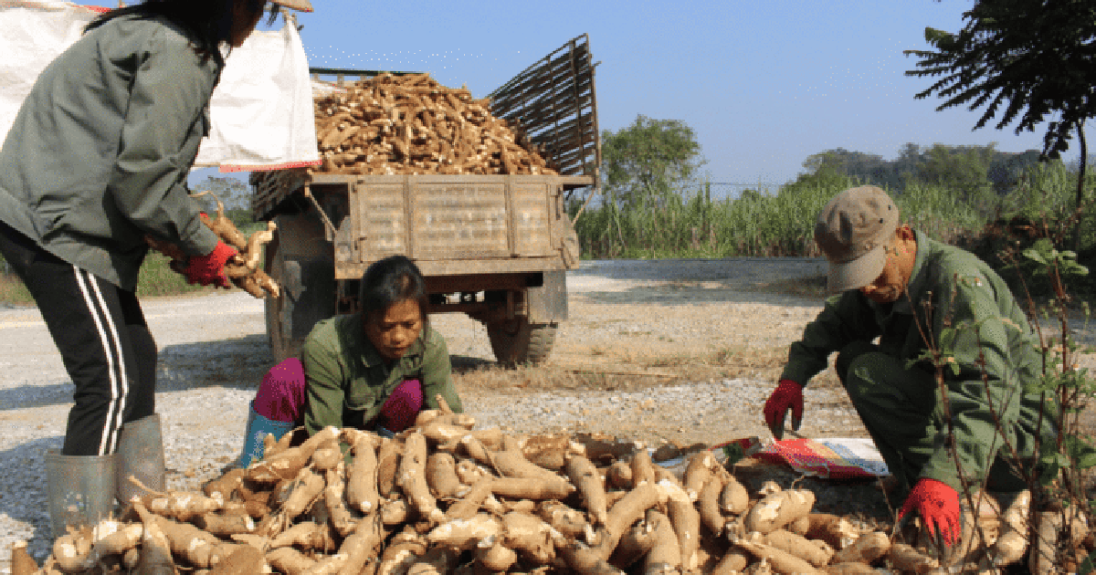 1.001 chuyện cây sắn và ethanol: Muôn kiểu sản phẩm từ sắn
