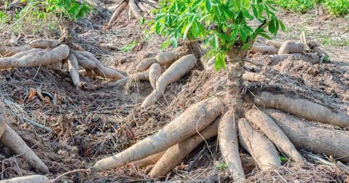 1.001 chuyện cây sắn và ethanol: Ký ức… sắn!