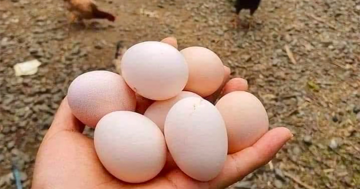 Giá trứng xuống đáy, người chăn nuôi điêu đứng