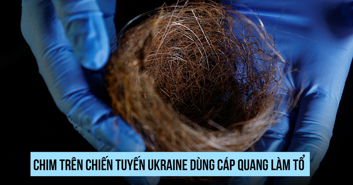 Thiên nhiên trên tiền tuyến: Khi chim dùng cáp quang làm tổ