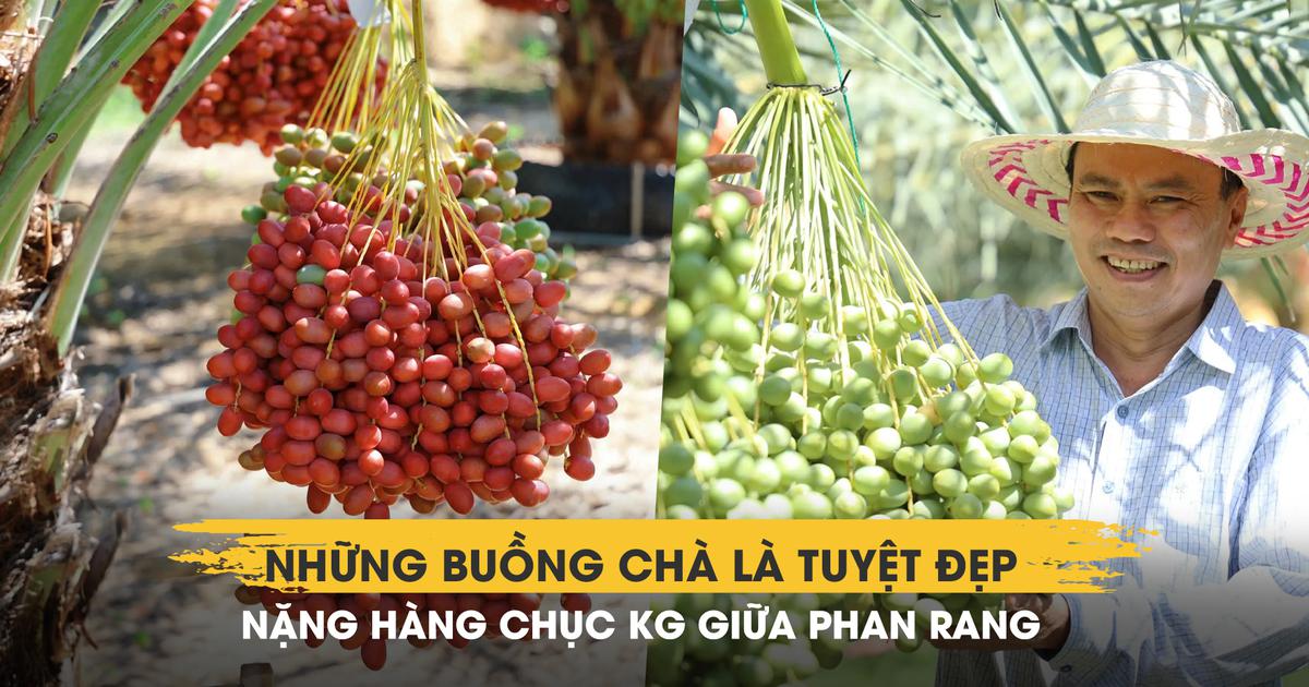 Chiêm ngưỡng những buồng chà là tuyệt đẹp nặng hàng chục kg giữa Phan Rang