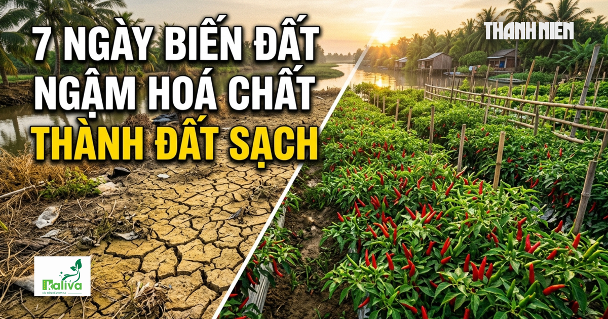 Cùng sống xanh số 156: Khi người yêu ớt biến đất ngậm hóa chất thành đất sạch an toàn chỉ trong 7 ngày