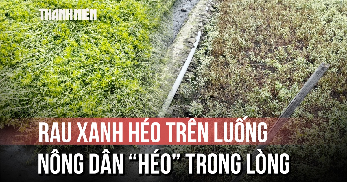 Nhiều ruộng rau ở Đồng Tháp hư hại, lá chuyển sang màu trắng bất thường