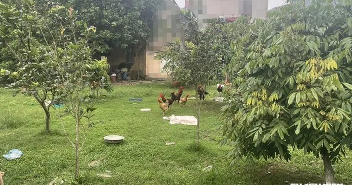 11 anh em kiện chia đất, ròng rã 4 năm, tóc bạc trắng vẫn chưa hồi kết
