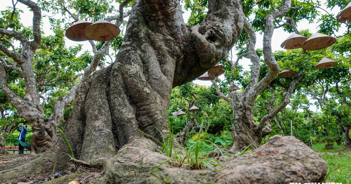 Vườn nhãn cổ có hình thù độc lạ ở Cồn Sơn