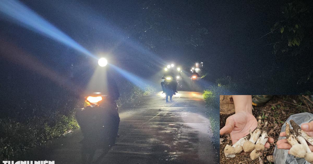 Xuy&ecirc;n đ&ecirc;m săn nấm mối: H&agrave;ng trăm người đổ về rừng ở Đồng Nai