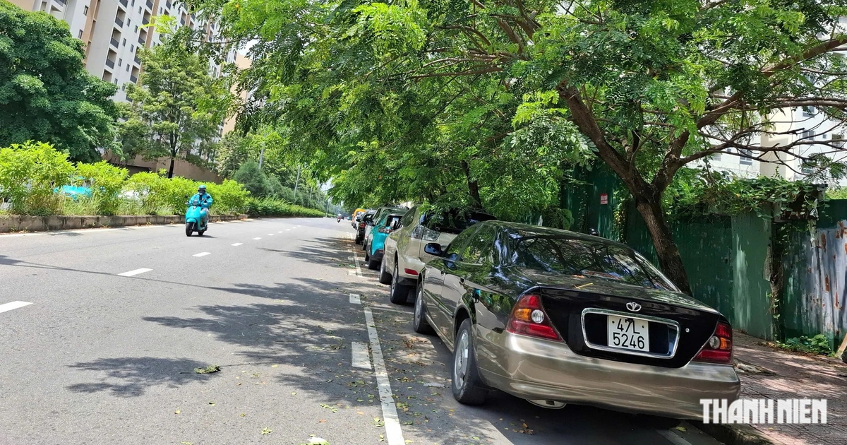Nguy cơ từ tán cây xanh lấn đường