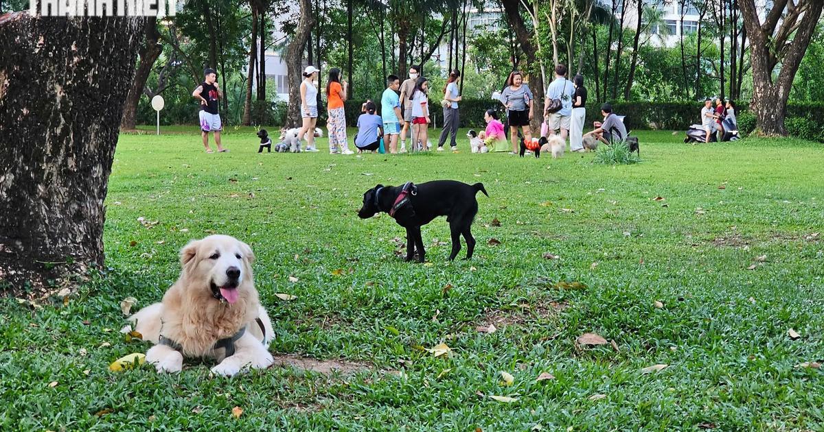 Ch&oacute; thả r&ocirc;ng kh&ocirc;ng rọ m&otilde;m 'chiếm' c&ocirc;ng vi&ecirc;n ở TP.HCM, người d&acirc;n bất an