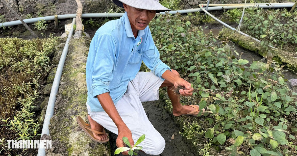 Vụ rau m&agrave;u chết bất thường ở Đồng Th&aacute;p: Diện t&iacute;ch thiệt hại tăng l&ecirc;n 213 ha