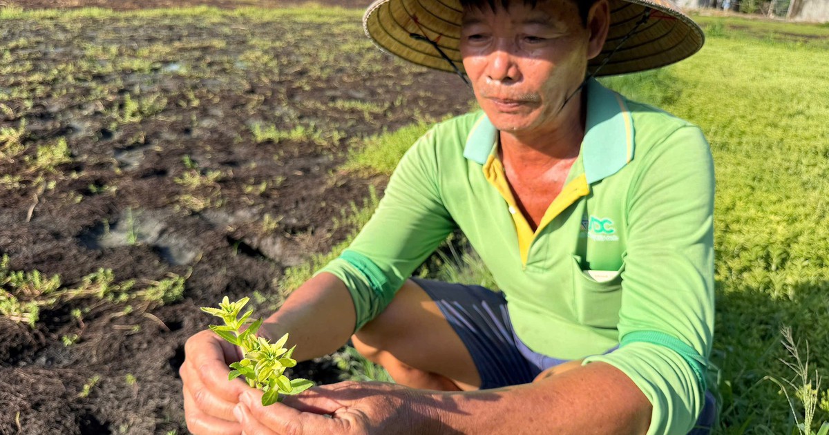Rau màu chết bất thường ở Đồng Tháp: Nông dân chật vật chuẩn bị vụ mới
