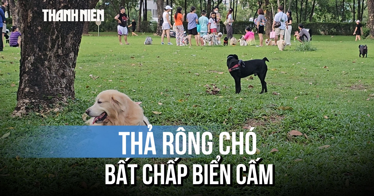 Chó thả rông tràn công viên Cảnh Đồi, người dân bất an
